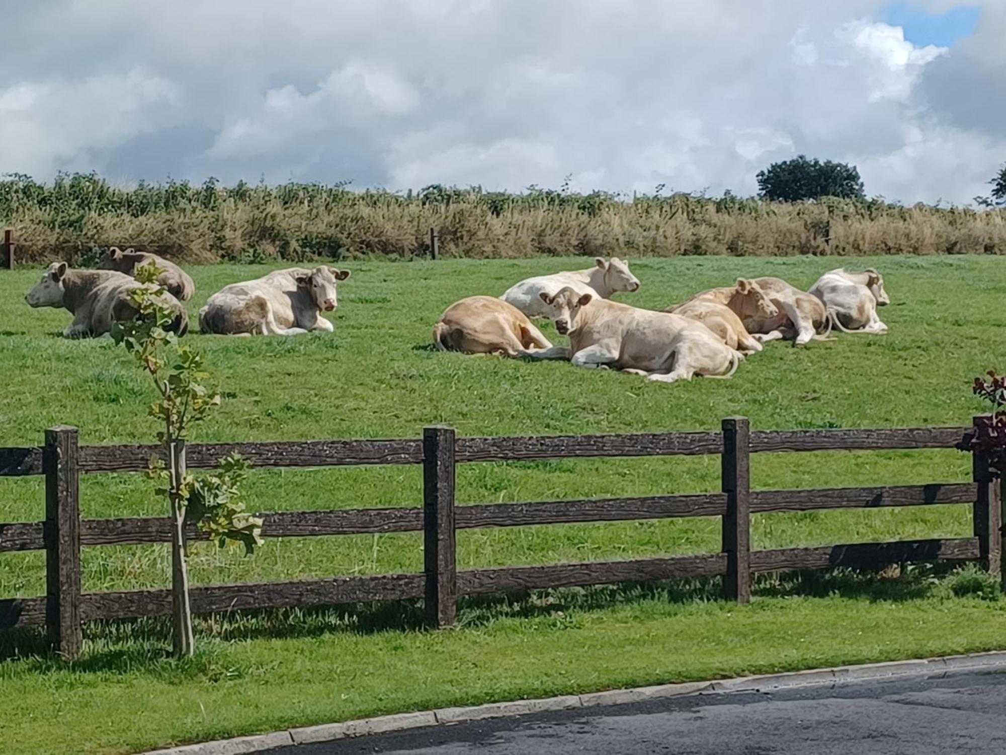 Country Haven Eircode H54 Ak31 Appartement Galway Buitenkant foto